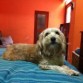 subido en la cama ,traviezo
